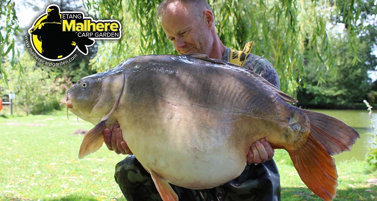 Malhere Carp