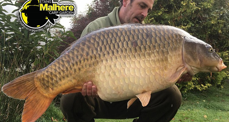 Malhere Carp
