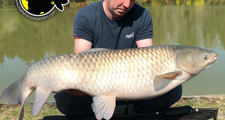 Malhere Carp
