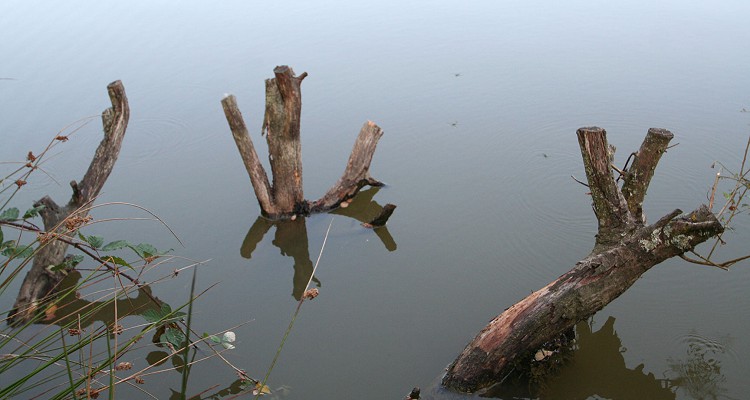 Malhere Carp Garden