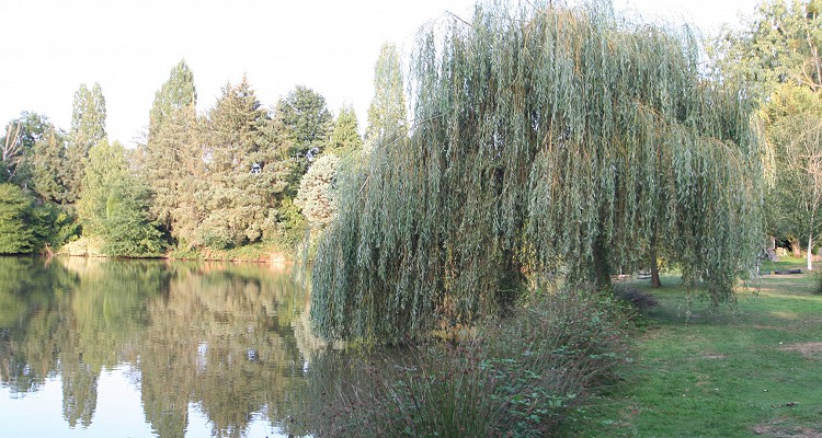 Malhere Carp Garden