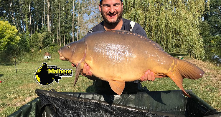 Malhere Carp