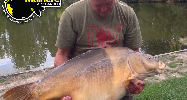 Malhere Carp